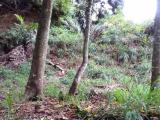 118 perch block of land for Sale on Ampitiya road,Kandy.