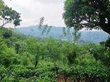 Valuable 5 Acres Cultivated Land for Sale at Ampitiya, Kandy.