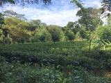 Agriculture,commercial,residential Tea Land, Sale at Deraniyagala.