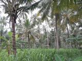 11 Acres of Cultivated Coconut Land for Sale in Dankotuwa.