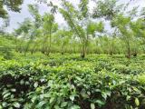 Nearly 2 Acres Tea Cultivated Multipurpose Land for Sale in Avissawella.