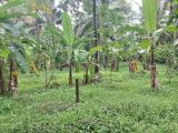 70 Perches Commercial cum Residential Land for Sale in Delgoda.