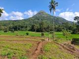 Valuable 3.75 Acres Ready-Made Land for Sale in Matale.