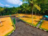 Wanted to land for Kandana