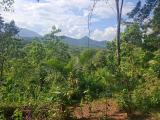 7 Acres Completely Developed Income-Generating Agricultural Property for Sale in Matale