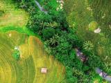 Escape to the Misty Hills of Bandarawela