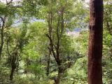 Scenic 170-Perch Land for Sale – Gannoruwa, Kandy.