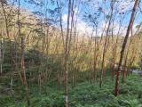 35-Acre Cultivated Rubber Estate for Sale in Yatiyantota, Facing Colombo – Hatton Main Road