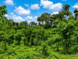 75 Perch Residential & Investment Land for Sale – Gonapinuwala, Hikkaduwa East