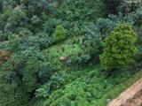 Prime 16.5-Acres Fertile Estate Land for Sale in Haveland Estate, Dedugala.