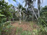 An excellent opportunity to acquire 215.5 perches (1.34 Acres) of coconut land in Gampaha.